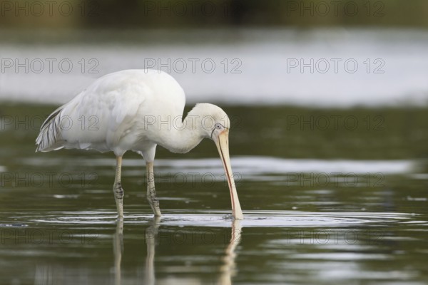 Yellow-billed Spoonbill (Platalea flavipes), Victoria, Australia