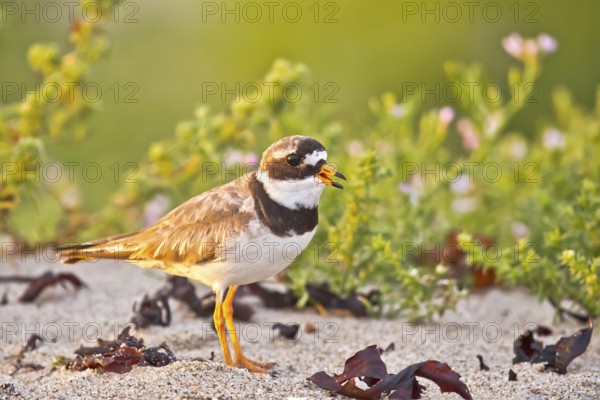 Common Ringed Plover (Charadrius hiaticula) calling, Schleswig-Holstein, Germany