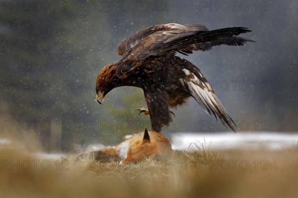Golden Eagle feeding on kill Red Fox in the forest during rain and snowfall. Bird behaviour in the nature. Action food scene with brown bird of prey, eagle with catch, Sweden