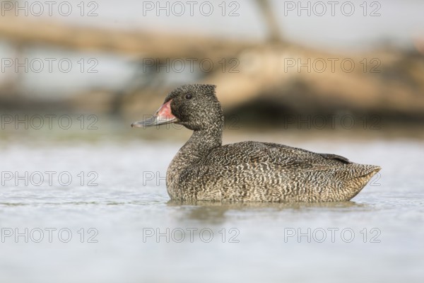 Freckled Duck (Stictonetta naevosa) male, Victoria, Australia