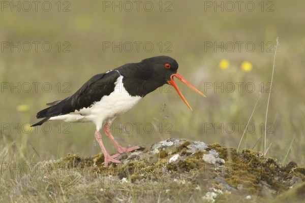 Eurasian Oystercatcher (Haematopus ostralegus), Iceland