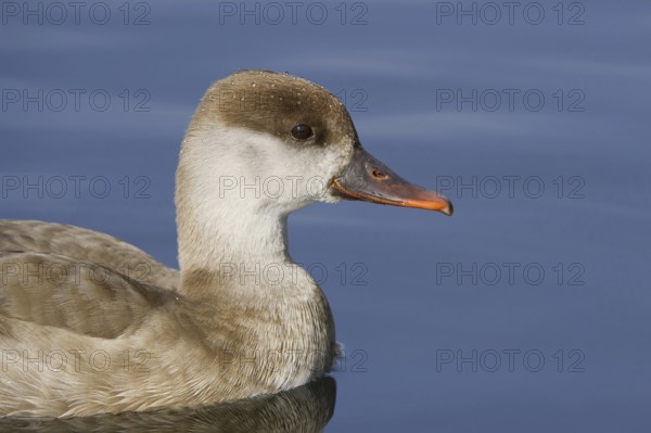 Red-crested Pochard (Netta rufina) female, Bavaria, Germany