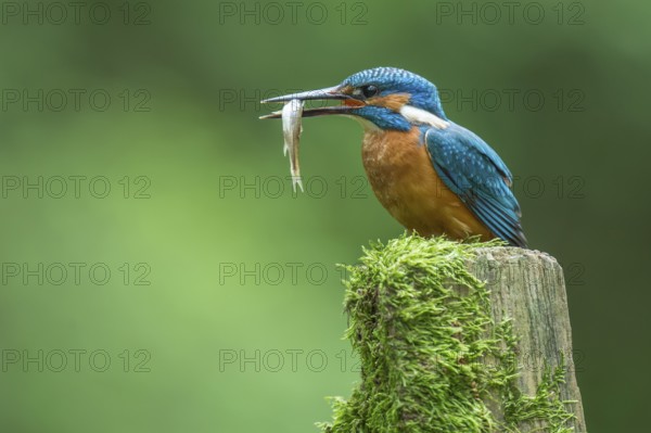 Common Kingfisher (Alcedo atthis) with fish in beak, Lower Saxony, Germany