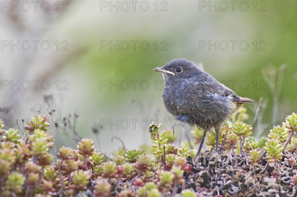 Black Redstart (Phoenicurus ochruros) juvenile, Bavaria, Germany