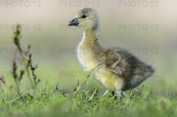 Greylag Goose (Anser anser) chick, Lower Saxony, Germany