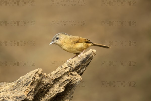 Brown-cheeked Fulvetta (Alcippe poioicephala), Yunnan, China