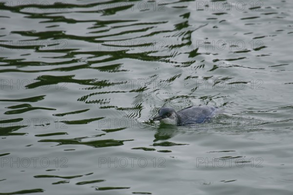 Little Penguin (Eudyptula minor), Stewart Island, New Zealand