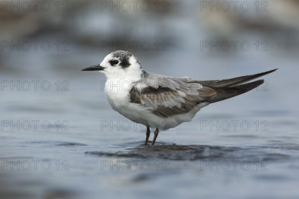 White-winged Tern (Chlidonias leucopterus), Victoria, Australia