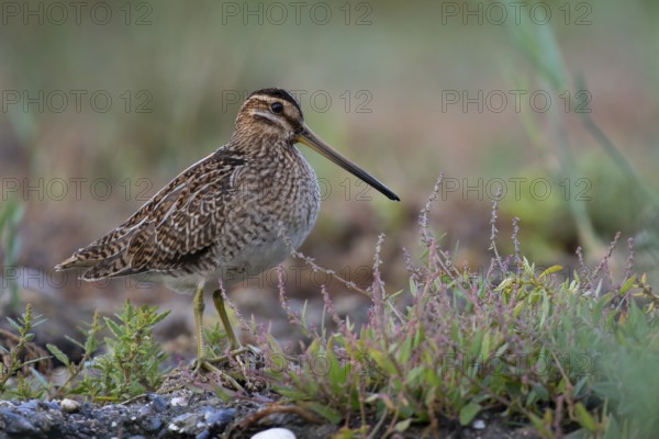 Common Snipe (Gallinago gallinago) foraging, Mecklenburg-Western Pomerania, Germany