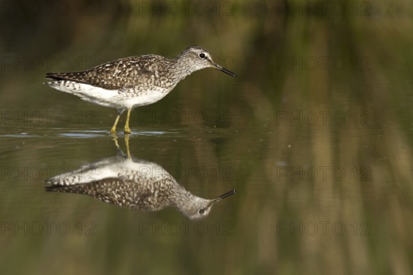 Wood Sandpiper (Tringa glareola), Castile-La Mancha, Spain