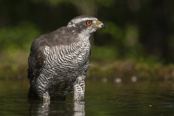Northern Goshawk (Accipiter gentilis) at a waterhole, Subotica, Serbia