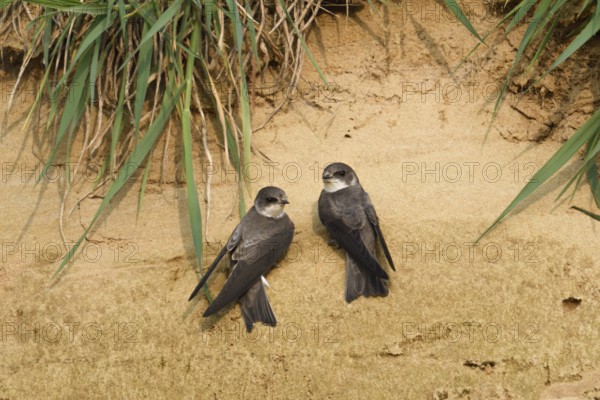 Sand Martin (Riparia riparia), North Rhine-Westphalia, Germany