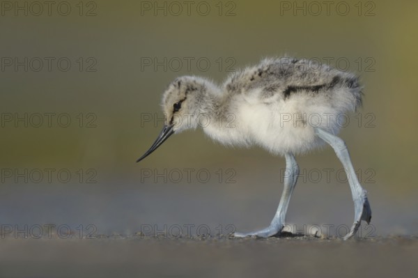 Pied Avocet (Recurvirostra avosetta) juvenile