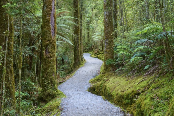 A narrow, moss-lined path winds through a dense forest of ferns and tall trees, summer, Lake Matheson, Fox Glacier, South Island, New Zealand