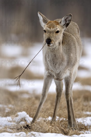 Hokkaido sika deer (Cervus nippon yesoensis), in the forest, in the snow, Tsurui, Akan district, Hokkaido, Japan