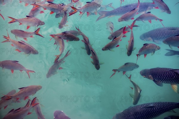 School of fish, Cheow Lan Lake, Khao Sok National Park, Phang Nga, Surat Thani, Thailand