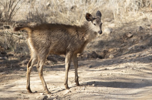 Sambar or sambar deer or horse deer (Cervus unicolor or Rusa unicolor) young animal on a sandy track in Ranthambore National Park, Rajasthan, India