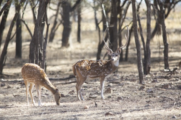 Axis deer or chitals (Axis axis) in the dry forest, Ranthambore National Park, Rajasthan, India