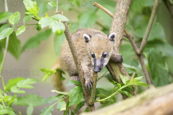 South American coati (Nasua nasua) youngster klimbing a little tree, captive, Zoo Augsburg