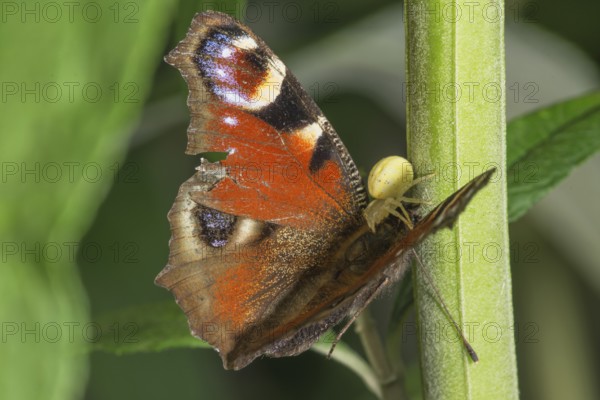 A peacock butterfly (Inachis io) with damaged wings being sucked out by a Goldenrod crab spider (Misumena vatia) on a stem, Baden-Württemberg, Germany