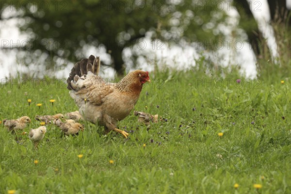 Domestic chicken with a few days old young ones looking for food in a meadow, free-range, organic farming, Lower Austria, Austria, Lower Austria, Austria
