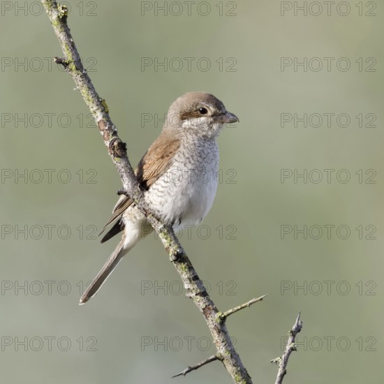 Red-backed shrike (Lanius collurio), adult female, sitting calmly and relaxed on a thorny branch in front of a distant, dissolved, natural background, native nature, Meerbusch, Rhein-Kreis Neuss, North Rhine-Westphalia, Rhineland, Germany, Western Europe