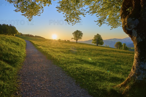 A hiking trail winds through a meadow at sunrise, trees in the background, spring, Schauinsland, Freiburg im Breisgau, Black Forest, Baden-Württemberg, Germany