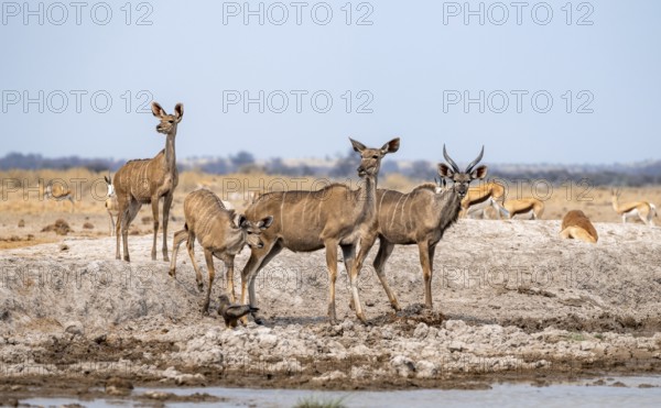 Greater kudu (Tragelaphus strepsiceros), group, drinking at waterhole, Nxai Pan National Park, Botswana
