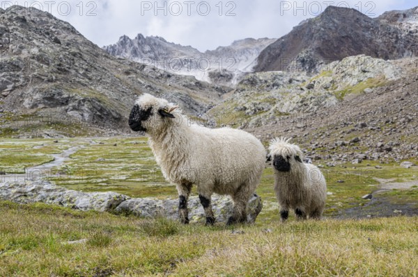 Two Valais Blacknose sheep (Ovis gmelini aries), high alpine mountain valley, Obere Senner Egete, Stubai Alps, near Ridnaun, South Tyrol, Italy