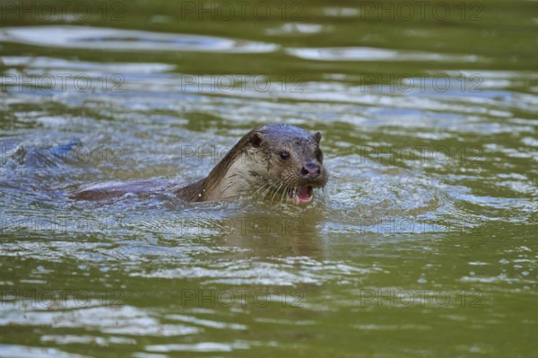 European otter (Lutra lutra), swimming with open mouth in water, Germany
