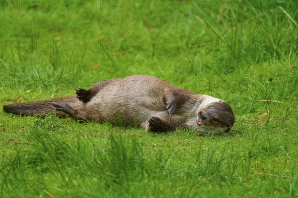 European otter (Lutra lutra), lying on its side in the grass with a relaxed expression in a natural environment, Germany