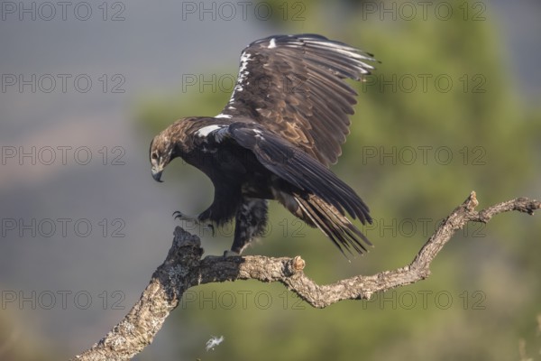 Iberian Eagle (Aquila adalberti), Spanish imperial eagle, Extremadura, Castilla La Mancha, Spain