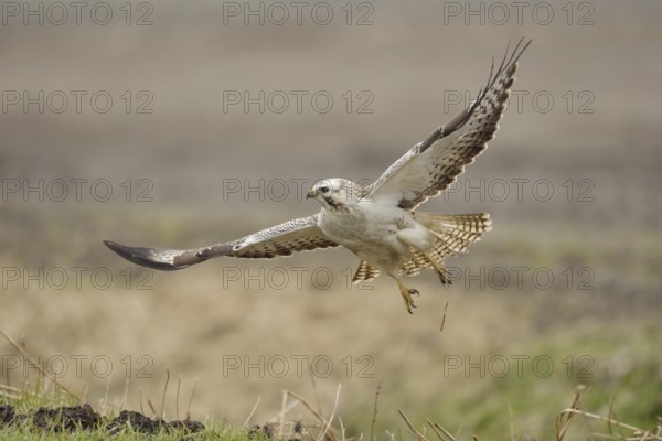 With momentum... Buzzard (Buteo buteo), most common native buzzard, bird of prey flies up from a field, almost white morph (variant), buzzards are variably coloured, there are very dark, but also very light specimens, native nature, Lower Rhine, North Rhine-Westphalia, Germany, Western Europe