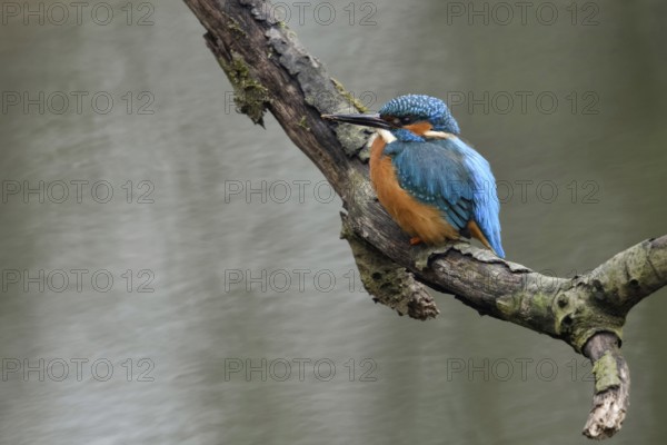 Breeding preparations... Kingfisher (Alcedo atthis) with remains of soil on its beak from digging its breeding tube, male adult bird, native birdlife, wildlife, nature, Lower Rhine, Rhineland, North Rhine-Westphalia, Germany, Western Europe