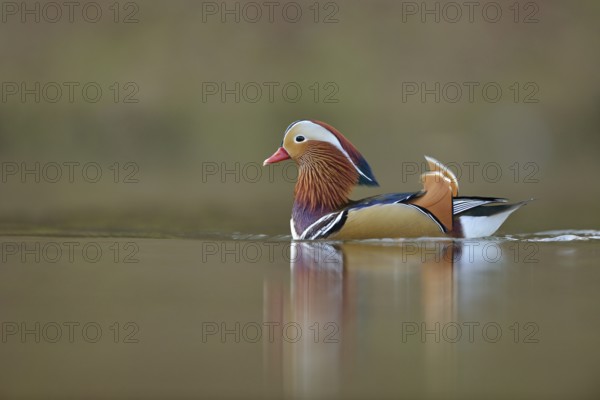 Beauty on the lake... Mandarin duck (Aix galericulata), colourful, brightly coloured drake in courtship display, stretches its head up to show off its beautiful plumage, wild duck also widespread in Europe, original home East Asia, native nature, Lower Rhine, Rhineland, North Rhine-Westphalia, Germany, Western Europe