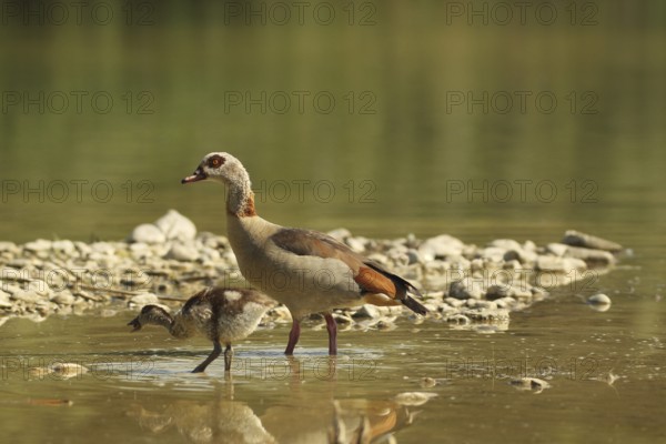 Egyptian goose (Alopochen aegyptiaca) adult bird with young bird in a gravel pit, Allgäu, Bavaria, Germany, Allgäu, Bavaria, Germany