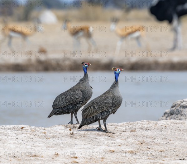 Helmeted guinea fowl (Numida meleagris), two animals at the waterhole, Nxai Pan National Park, Botswana
