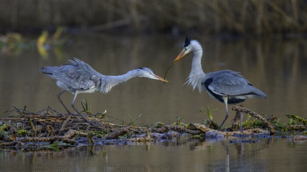 Grey heron (Ardea cinerea), male giving branch to female for nest building on the floating roots of the water lily, Neckar valley, Baden-Württemberg, Germany