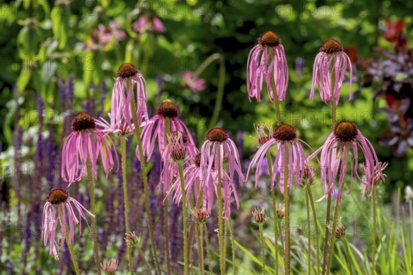 Flowers of the medicinal plant coneflower (Echinacea pallida), Münsterland, North Rhine-Westphalia, Germany