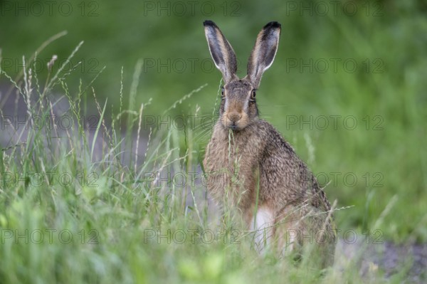 European hare (Lepus europaeus), Emsland, Lower Saxony, Germany