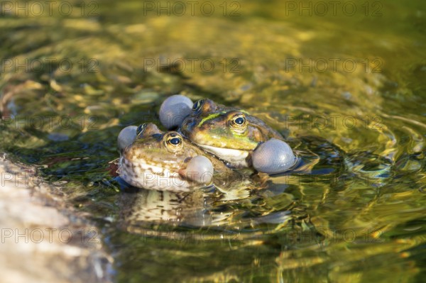 Water frog (Rana esculante), France