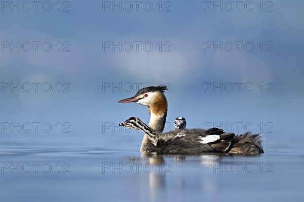 Great Crested Grebe (Podiceps Scalloped ribbonfish), with two chicks in plumage swimming in the water, Lake Zug, Canton Zug, Switzerland