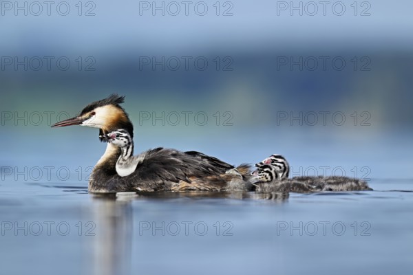 Great Crested Grebe (Podiceps scalloped ribbonfish), with chicks in plumage and two swimming in Lake Zug, Canton Zug, Switzerland