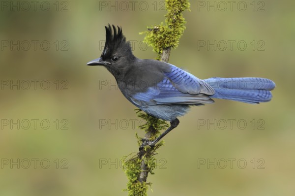Steller's Jay (Cyanocitta stelleri), British Columbia, Canada