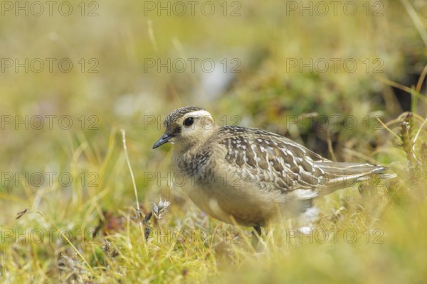 Eurasian Dotterel (Charadrius morinellus) juvenile, Abruzzo, Italy