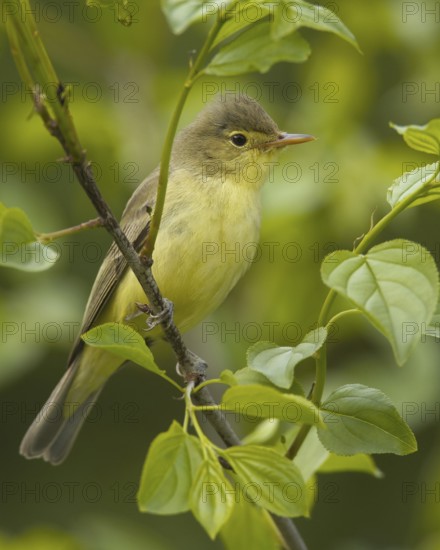 Icterine Warbler (Hippolais icterina), Mecklenburg-Western Pomerania, Germany