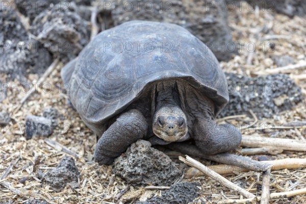 Giant tortoise (Chelonoidis nigra), Santa Cruz, Galapagos, Ecuador