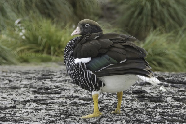 Kelp Goose (Chloephaga hybrida) female, Falkland Islands