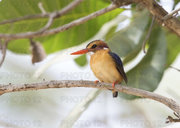 African Pygmy Kingfisher (Ispidina picta), Gambia