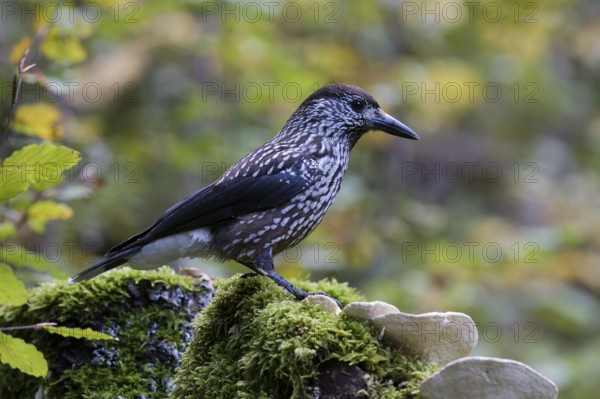 Spotted Nutcracker (Nucifraga caryocatactes) perched on the ground, Baden-Wuerttemberg, Germany